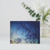 Carte Postale Photographie d'arbres (Debout devant)