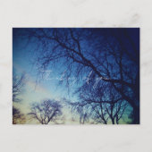 Carte Postale Photographie d'arbres (Devant)