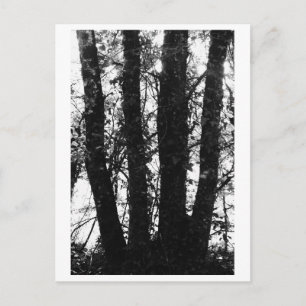 Carte Postale Photographie d'arbres - Arden