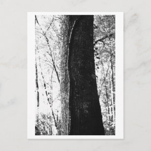 Carte Postale Photographie d'arbres - Boisé