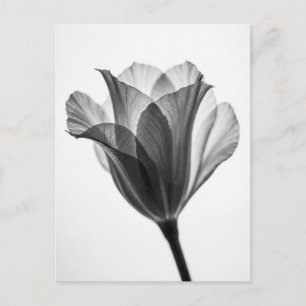 Carte Postale Photographie d'art botanique monochrome fine