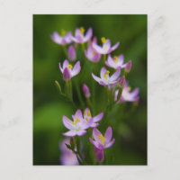 Photographie d'art fleur sauvage