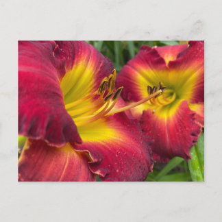 Carte Postale Photographie : Daylily "Dragon King"