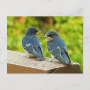 Carte Postale Photographie de bébé hirondelles de cheminée dans