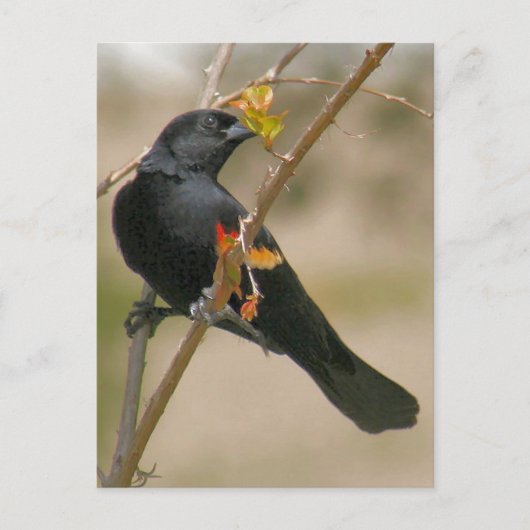 Carte Postale Photographie de Blackbird à ailes rouges (Devant)