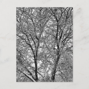 Carte Postale Photographie de branches d'arbre enneigées en hive