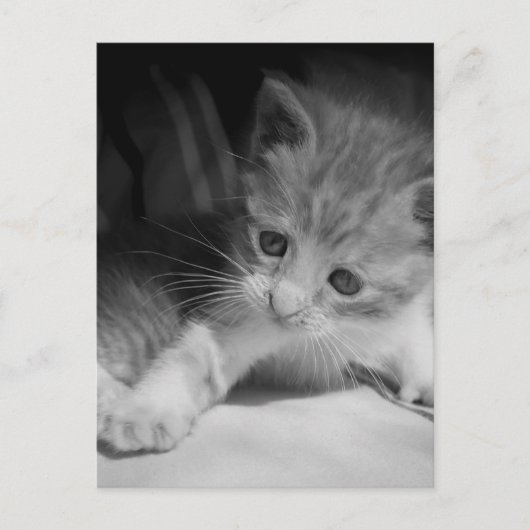Carte Postale Photographie de chaton noir et blanc (Devant)