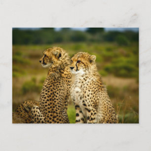 Carte Postale Photographie de Cheetahs (Acinonyx Jubatus)