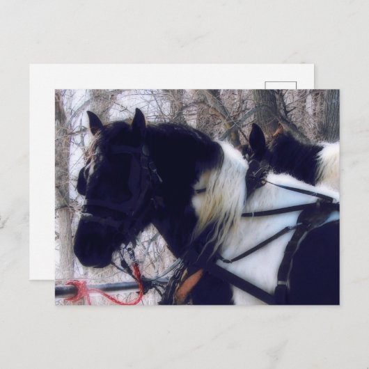 Carte Postale Photographie de chevaux de trait Pinto en Iowa rur (Devant / Derrière)