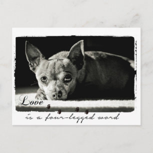 Carte Postale Photographie de Chihuahua pour amoureux de les chi