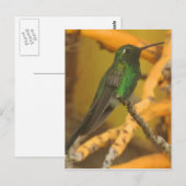 Carte Postale Photographie de colibri (Devant / Derrière)