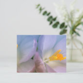 Carte Postale Photographie de crocus de printemps (Debout devant)