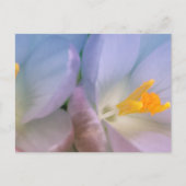 Carte Postale Photographie de crocus de printemps (Devant)