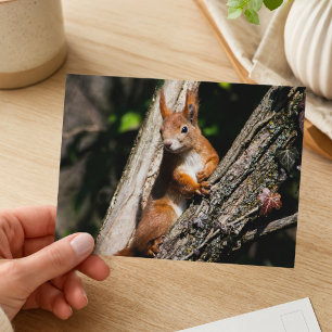 Carte Postale Photographie de faune écureuil roux