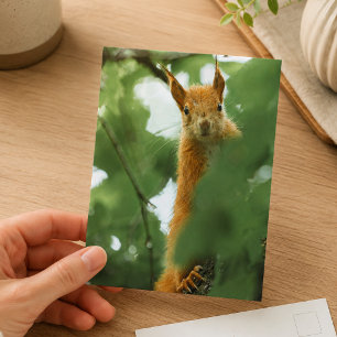 Carte Postale Photographie de faune forestière à écureuil roux