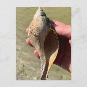 Carte Postale Photographie de faune marine de Floride Coquille d