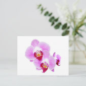 Carte Postale Photographie de fermeture d'orchidées radiantes (Debout devant)