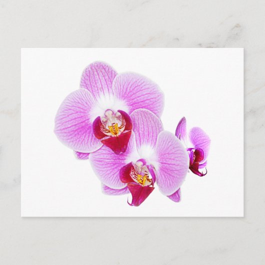Carte Postale Photographie de fermeture d'orchidées radiantes (Devant)