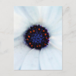 Carte Postale Photographie de fleur de Marguerite africaine blan