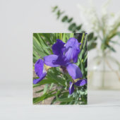 Carte Postale Photographie de fleur d'iris pourpre  (Debout devant)