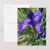 Carte Postale Photographie de fleur d'iris pourpre  (Devant / Derrière)