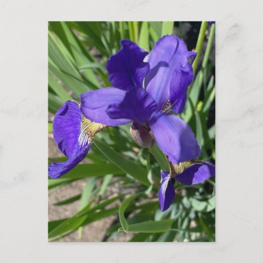 Carte Postale Photographie de fleur d'iris pourpre  (Devant)