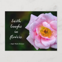 Photographie de fleur rose avec gouttes de rosée