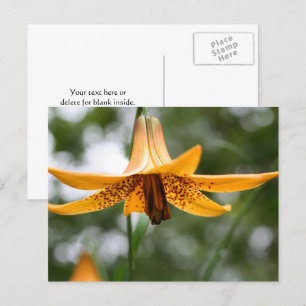 Carte Postale Photographie de fleurs de lys canadiennes personna