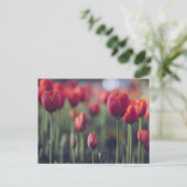 Carte Postale Photographie de fleurs florales élégantes tulipe e (Debout devant)