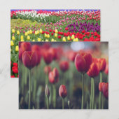 Carte Postale Photographie de fleurs florales élégantes tulipe e (Devant / Derrière)