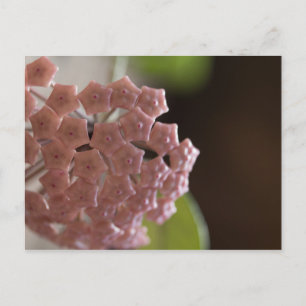 Carte Postale Photographie de fleurs roses