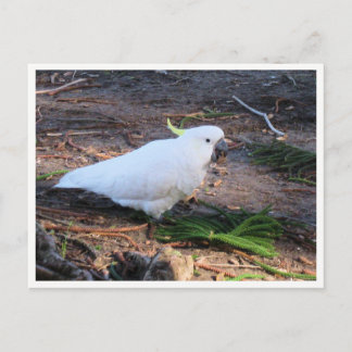 Carte Postale Photographie de la faune du cacatoès à crête jaune