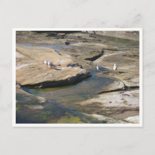 Carte Postale Photographie de la faune Mouette
