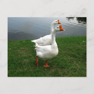 Carte Postale Photographie de la faune originale des oies blanch