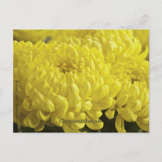Carte Postale Photographie de la macro Chrysanthème jaune (Devant)
