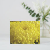 Carte Postale Photographie de la macro Chrysanthème jaune (Debout devant)
