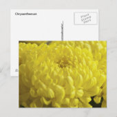 Carte Postale Photographie de la macro Chrysanthème jaune (Devant / Derrière)