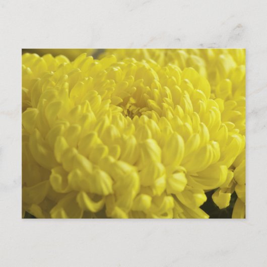 Carte Postale Photographie de la macro Chrysanthème jaune (Devant)