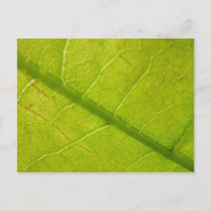 Carte Postale Photographie de la nature botanique de la feuille 
