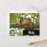 Photographie de la nature d'écureuil mignonne 