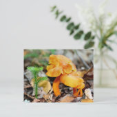 Carte postale Photographie de la nature des champi (Debout devant)