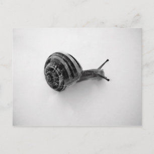 Carte Postale Photographie de la nature d'un escargot de jardin