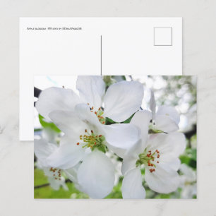 Carte Postale Photographie de la nature en fleurs de pomme blanc