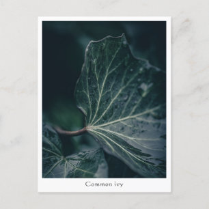 Carte Postale Photographie de la nature jaune d'ivoire foncé