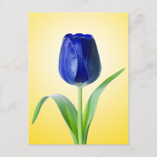 Carte Postale Photographie de la nature minimale de la tulipe bl