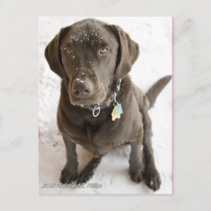 Carte Postale Photographie de Labrador au chocolat mignon sous l