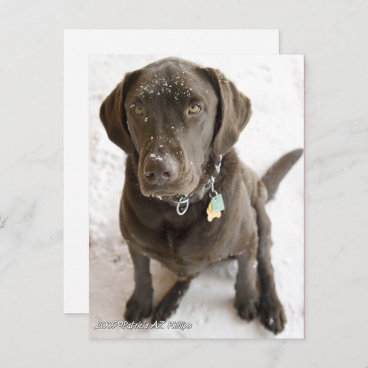 Carte Postale Photographie de Labrador au chocolat mignon sous l (Devant / Derrière)