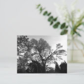 Carte Postale Photographie de l'arbre cool. (Debout devant)