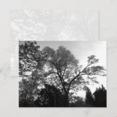 Carte Postale Photographie de l'arbre cool. (Devant / Derrière)