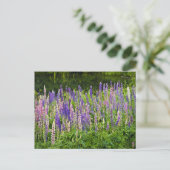Carte Postale Photographie de lupine violette et rose (Debout devant)